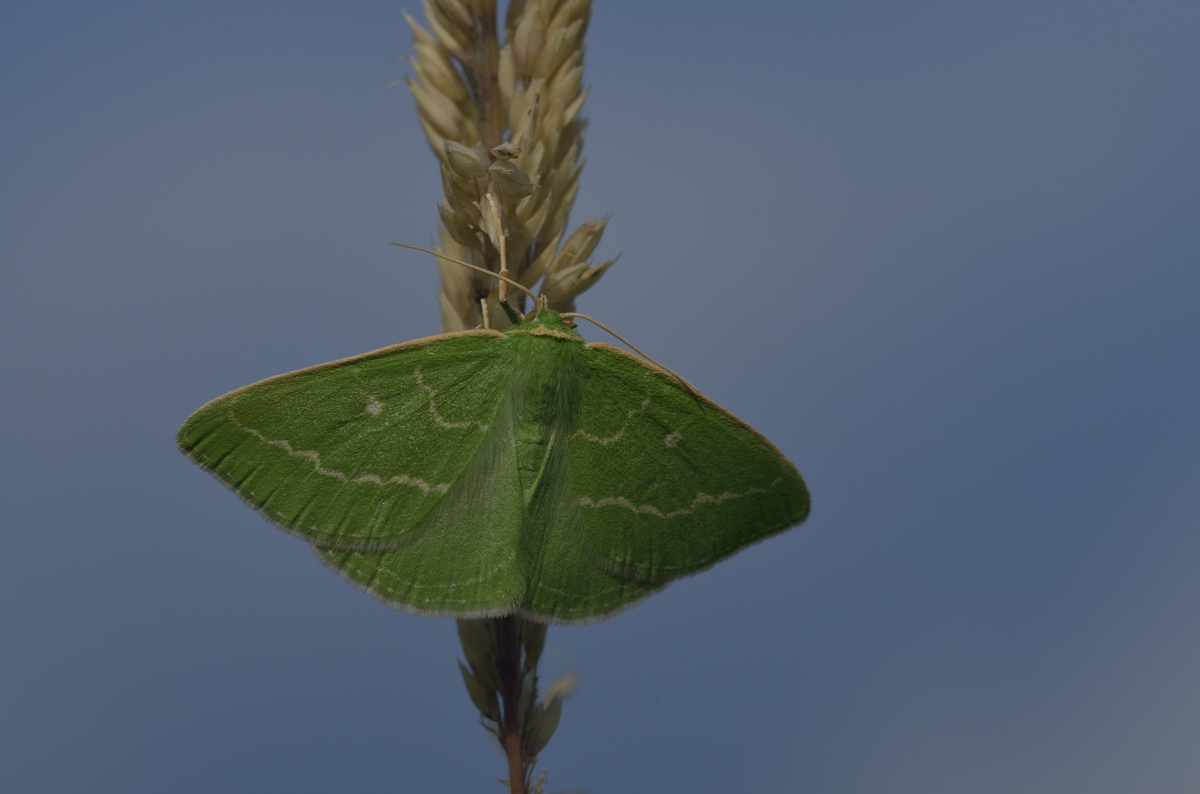 Geometridae da identificare - Thetidia smaragdaria